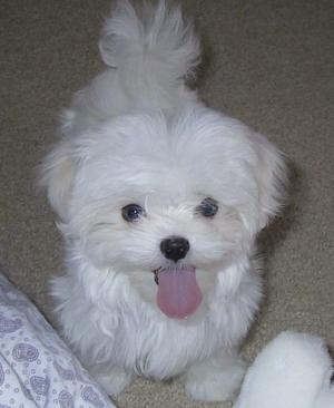 Front view from the top looking down - A stuffed toy looking, soft, white Maltese puppy is standing on a tan carpet and looking up. It looks happy with its tongue hanging out.