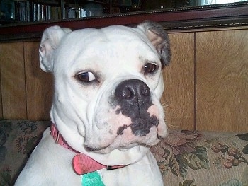 Mabeline the dog sitting on the couch