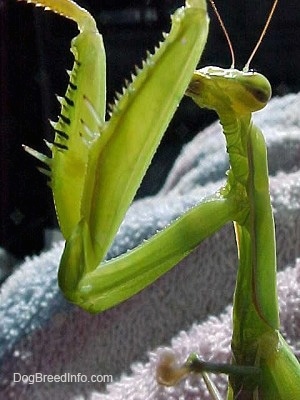 Close Up - Preying Mantis with its hands up