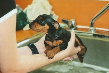 A wet black and tan Miniature Pinscher puppy is being pulled out of a sink full of water by a person. There is an orange wall behind them.