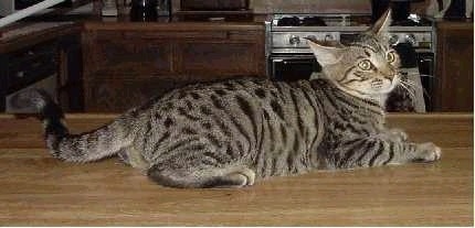 Side-view of a Mojave Spotted Cat laying on a counter top and looking towards the camera