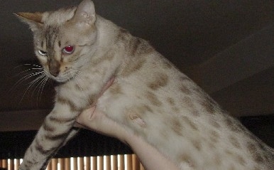 A Mojave Spotted cat being held in the air by a persons hand and it is looking down