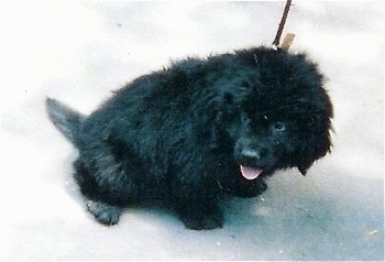 View from the top looking down at the dog - A black Newfoundland puppy is sitting on a concrete surface and it is looking to the left of its body.