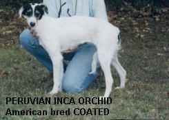 Side view - A coated white with black Peruvian Inca Orchid dog is standing over a persons leg that is kneeling behind it. It is looking forward.