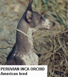 Close up side view head shot - A hairless Peruvian Inca Orchid is sitting down looking to the right. The words - Peruvian Inca Orchid American Breed - is overlayed towards the bottom middle of the image.