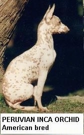 Right Profile - A hairless brown and white Peruvian Inca Orchid is sitting in grass and it is looking to the right.