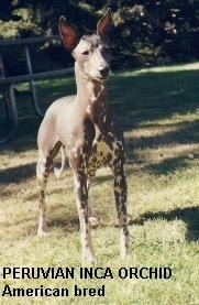 A hairless Peruvian Inca Orchid puppy is standing in grass looking to the right. The words - Peruvian Inca Orchid American Breed - is overlayed towards the bottom middle of the image. It has large perk ears and dark skin with lighter white spots on it.