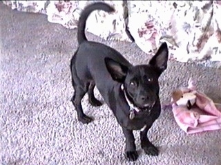 Front side view from the top looking down at the dog -  a short-legged black Rat Terrier dog standing on a purple carpet next to a bed looking up. It has large perk ears and a long tail that is curled and up in the air.