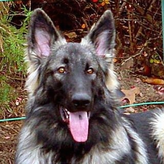 shiloh shepherd akc