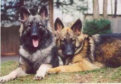 Two Shiloh Shepherd dogs, a gray and black and a tan and black, are laying across a grass surface and they are looking forward. The left most Shiloh Shepherd has its mouth open and tongue out.