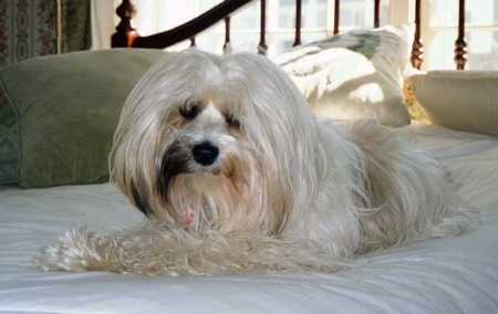 A long coated, white with tan and black Tibetan Terrier is laying across a bed, it is looking forward and its head is slightly tilted to the right. The dog has a black nose and dark eyes.