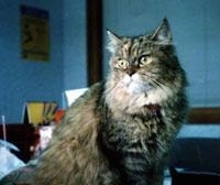 A Tabby Persian cat is sitting inside of a house and looking to the left