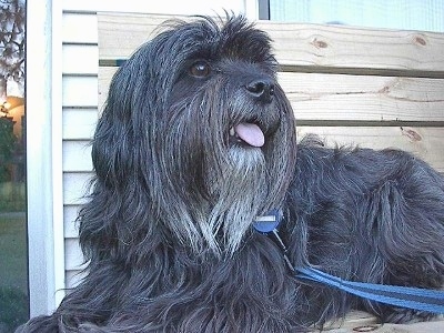 The front left side of a silver-gray Tibetan Terrier dog laying across a wooden bench looking up and to the right with its mouth open and its tongue sticking out. The dog has a long coat, a black noes, large round eyes and a long beard.