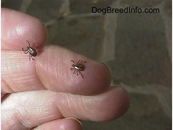 Two ticks are walking across a person's fingers.