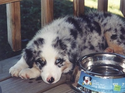 The left side of a merle Australian Shepherd puppy that is laying down on a wooden porch next to a dog bowl and it is looking forward.