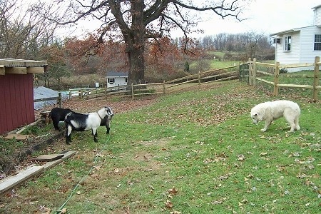 A Great Pyrenees has its head down across from it is a couple of Goats. One of the Goats is looking at the dog.