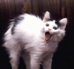 Abby the Turkish Van Cat is curling up and its hair is standing and its mouth is open