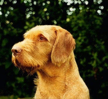 Close up head shot - The left side of a red Wirehaired Vizsla that is outside in a yard and it is looking to the left. The dog has a brown nose, ears that hang down to the sides, yellow eyes and longer hair on its chin and snout.
