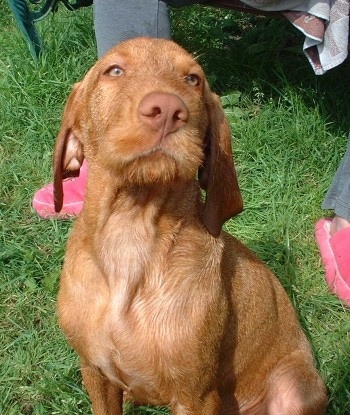 long haired vizsla dog