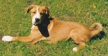 The left side of a brown with white Austrian Shorthaired Pinscher that is laying across a field. It has white paws that looks like it is wearing socks.