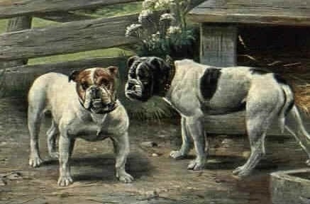 A colored drawing of two bulldogs that are standing in front of a wooden fence next to a dog house.