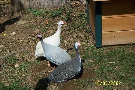 Three Guineas are in a yard next to a brown and green cedar dog house. One bird is white, the other is light blue and the third is black and white.