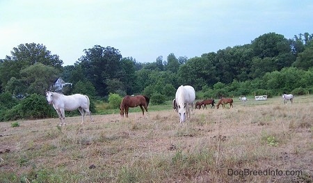 Two white Horses are standing in brown grass. There are seven other horses grazing on grass in the background.