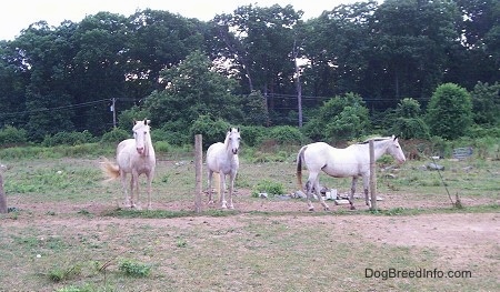 Two white Horses are standing in front of a wire fence and walking along the fence is another white Horse.