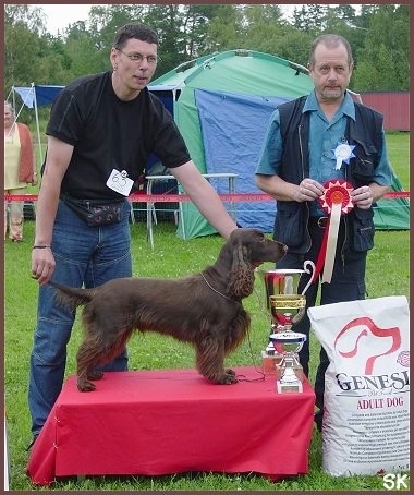 A Brown Field Spaniel posing on a platform behind three trophies with one man holding a ribbon and another stacking the dog