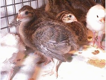 Close Up - One keet is puffed up and its feathers are beginning to come in. There are a lot of other keets in the same cage behind it.