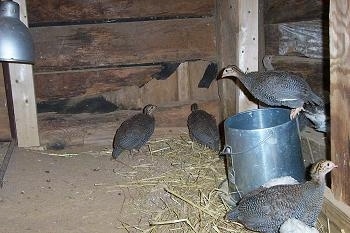 There is a keet on top of the food dispenser. The rest of the keets are staring at the wood around them. One of them is pecking at it.