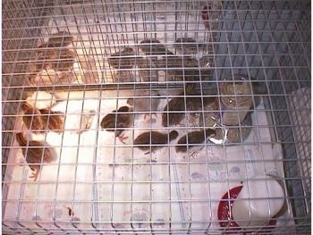 View from the top - Nine keets in a cage lined with paper towels with a food and water dispencer placed in it. There is a heat lamp on one side of the cage.