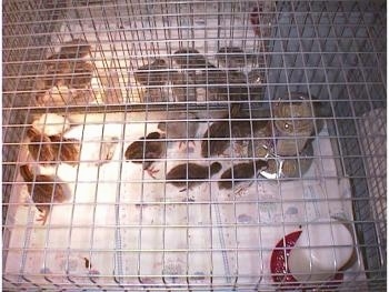 View from the top - Nine keets in a cage lined with paper towels with a food and water dispencer placed in it. There is a heat lamp on one side of the cage.