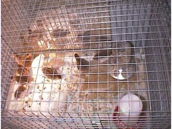 View from the top - Keets are in a messy cage. A lot of the babies are in front of a mirror