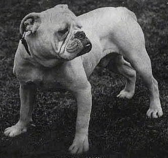 A black and picture of the front left side of a white Bulldog that is standing in a yard and it is looking to the right.