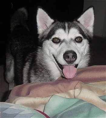 Close up - A black with white Alaskan Husky is standing at the edge of a bed with its mouth open and tongue out.