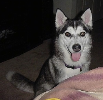 The front right side of a black with white Alaskan Husky that is sitting with its mouth open and its tongue out