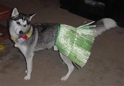 A gray and white Alaskan Husky is standing in a house and wearing a shiny green Hula skirt and an elastic flower Hawaiian necklace