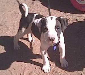 Topdown view of a black with white American Staffordshire Terrier puppy that is standing on sand and it is wearing a leash.