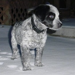 4 week old blue heeler