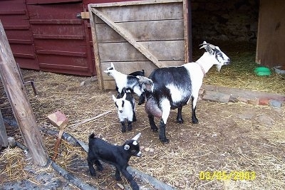 A black and white goat is standing in dirt in hay in front of a barn doorway. It is surrounded by four of her baby kids in front of an open barn stall door.