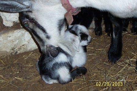 Close up - A black and white adult goat is licking the back of a black and white kid goat.