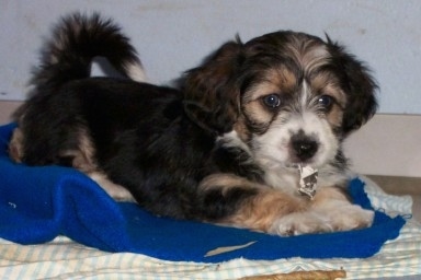 Kelsey the Bichon Yorkie puppy laying on a blue blanket which is on a white throw rug