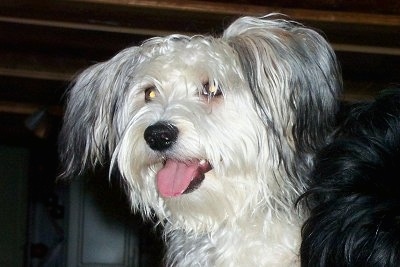 Close Up head shot - Ludde the Bichon Yorkie standing in a house with its mouth open and tongue out