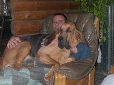 A man is sitting in an arm chair with a blanket covering him. Laying across the man is a large black and tan Bloodhound dog that has a huge head, extra skin and drop ears.