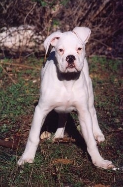 Simba the Boxer Puppy standing outside in grass with tall brown weeds in the background looking at the camera holder