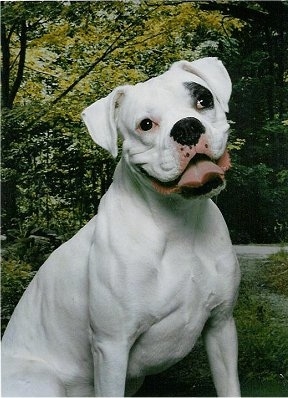 Frank the Boxer sitting in front of a forrest backdrop with its head tilted to the right with its mouth open and tongue out