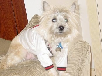 Barkley the tan Cairn Terrier is sitting on the back of a couch and wearing a long sleeve white and red shirt