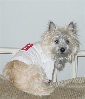 white and brown Cairn Terrier dog with T-shirt