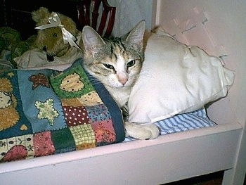 Philomena the cat is laying in a doll-sized bed in a blanket with plush toys behind it